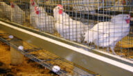 دراسة مشروع الدجاج البياض مربح في الجزائر