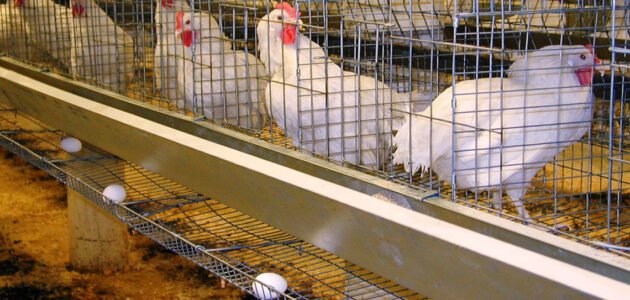 دراسة مشروع الدجاج البياض مربح في الجزائر