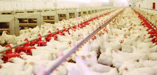 دراسة مشروع الدجاج البياض مربح في السعودية