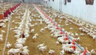دراسة مشروع الدجاج البياض مربح في السودان