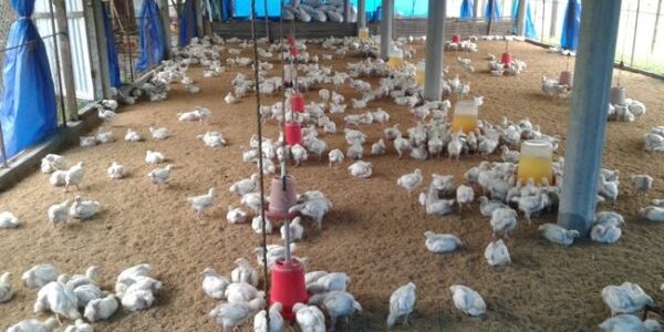 دراسة مشروع الدجاج البياض مربح في تركيا