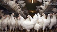 دراسة مشروع الدجاج البياض مربح في كندا
