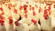 دراسة مشروع الدجاج البياض مربح في لبنان