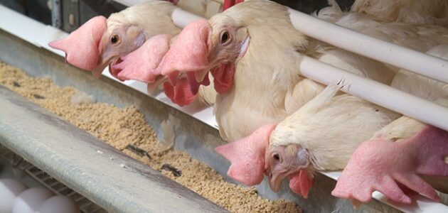 دراسة مشروع الدجاج البياض مربح في مصر