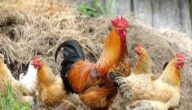 دراسة مشروع الدجاج البياض مربح في هولندا