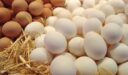 زيادة إنتاج بيض الدجاج  (أفضل النصائح)
