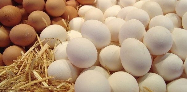 زيادة إنتاج بيض الدجاج  (أفضل النصائح)