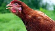 علاج الشخرة عند الدجاج بالأدوية والأعشاب