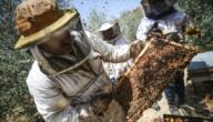 عوامل نجاح تربية النحل في تركيا