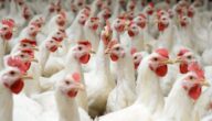دراسة مشروع الدجاج البياض مربح في الامارات