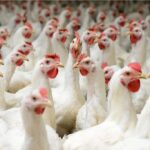 مشروع تربية الدجاج البياض في المداجن ودراسة جدوى كاملة