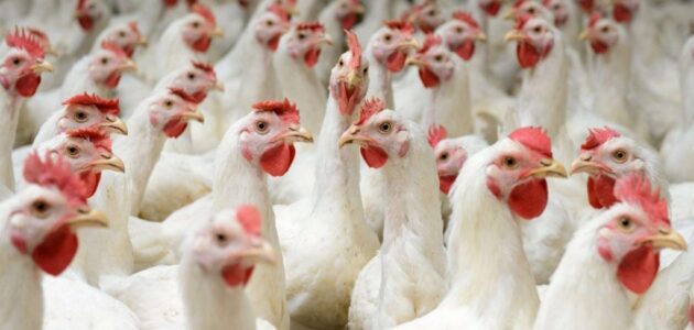 مشروع تربية الدجاج البياض في المداجن ودراسة جدوى كاملة