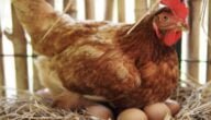 مشروع تربية الدجاج البياض في المنزل الاعلاف وطريقة التربية