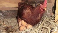 دراسة مشروع الدجاج البياض مربح في الاردن