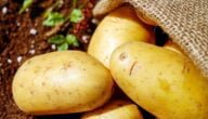 مواسم زراعة البطاطا وطريقة زراعة البطاطا