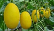 مواسم زراعة البطيخ الأصفر وطريقة زراعة البطيخ الأصفر