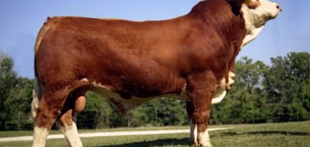 أفضل سلالات الأبقار المنتجة للحم