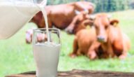 أكثر البلدان المنتجة لحليب الأبقار