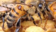 أمراض النحل في الصيف