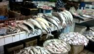 الأسماك التركية في الكويت