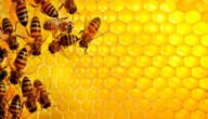 الشكل الهندسي لخلية النحل