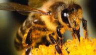 الفيروسات التي تصيب النحل تشخيص آفات النحل وطرق الوقاية منها