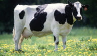تربية الأبقار في هولندا