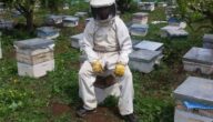 تكلفة مشروع تربية النحل في تونس