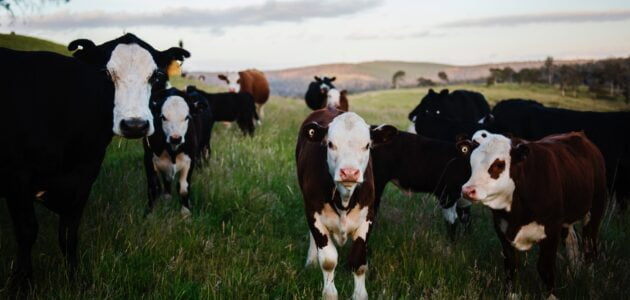 سبب امتناع الأبقار عن الأكل سبب امتناع الأبقار عن الأكل بعد الولادة
