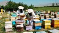 طرق زيادة إنتاج عسل النحل