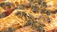علاج أمراض النحل بالأعشاب