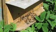علاج شلل النحل