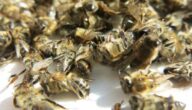 علاج مرض النوزيما الذي يصيب النحل بالشيح