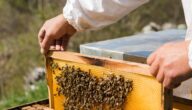 فوائد تربية النحل