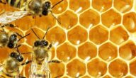 كم تنتج خلية النحل من العسل