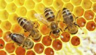 كيف يصنع النحل الخلية