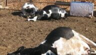 مرض الحمى القلاعية عند الأبقار