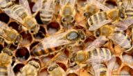 مرض الفاروا الذي يصيب النحل وطرق علاجه