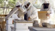 دراسة مشروع تربية النحل في الجزائر