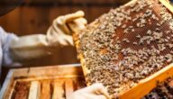 دراسة مشروع تربية النحل في الجزائر