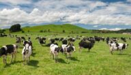 تربية الأبقار في أستراليا