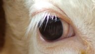 أمراض عيون الأبقار