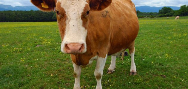أنواع أبقار الحليب في ألمانيا