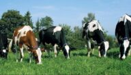 أهم عوامل نجاح مشروع تربية الأبقار