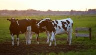 التهاب الجلد العقدي لدى الأبقار