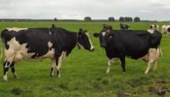 تربية الأبقار في فرنسا