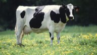 تصدير أبقار هولشتاين في أوكرانيا