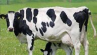 تغذية الأبقار بعد الولادة