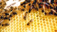 كيف يصنع النحل الشمع