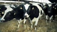 طرق علاج التهاب الجلد العقدي عند الأبقار
